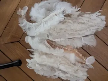 Plumes
