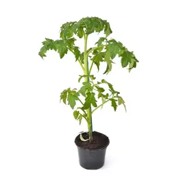 6 plants de tomates