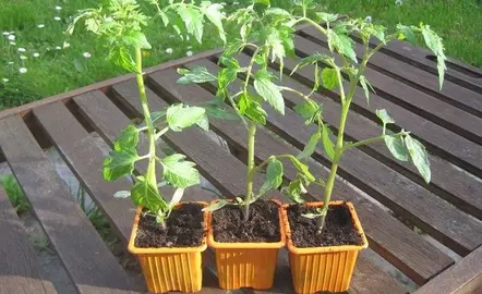 6 plants de tomates