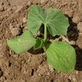 plant de courge