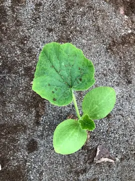 plant de courge