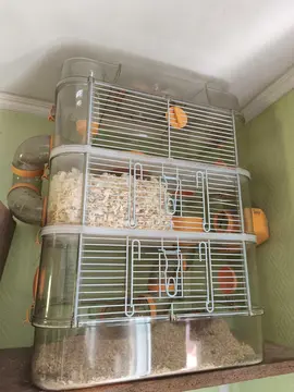 donne hamster russe avec sa cage