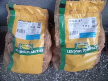 Plants de pomme de terre