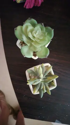 plantes artificielles