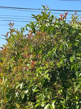 rameaux Photinia