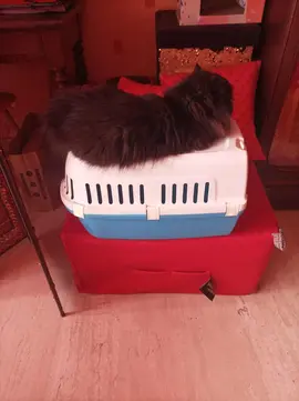 Boîte transport pour chat