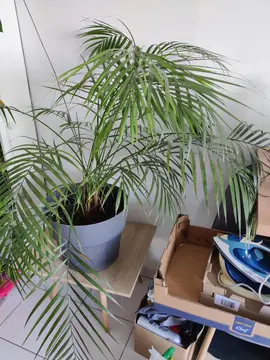 Plante verte en pot