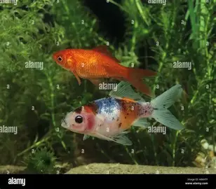 Bébés poissons rouges/shubunkin