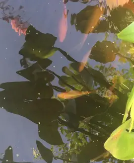 Poissons de bassin shubukin