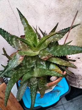plante aloé Véra