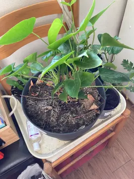plantes vertes