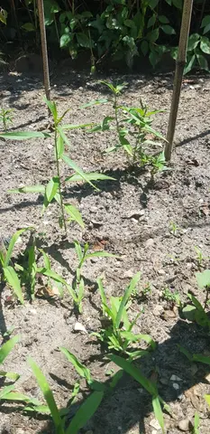 Une dizaine de petits pêchers (de vigne) à donner