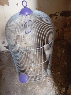 cage oiseaux