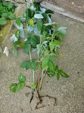 2 plantes de framboisiers