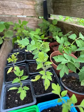 tomate saint pierre et Roma