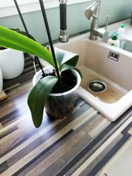 2 orchidée non fleuries