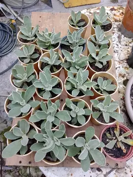 plants