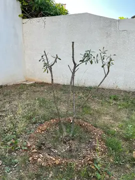 Olivier prêt à replanter