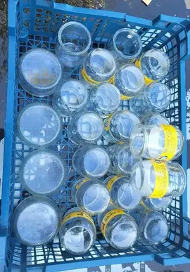 nombreux pots de yaourt vide la laitière sans couvercle car d'origine capsule collé