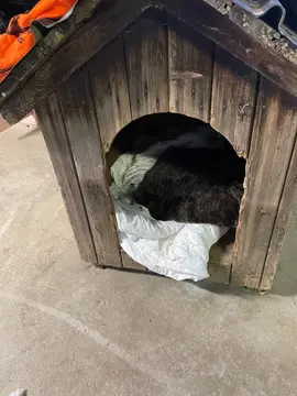 niche pour chien