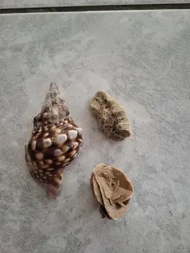 coquillages et rose des sables