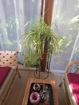Boutures plante araignée