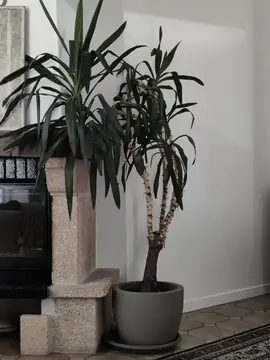 Plante d'intérieur - Yucca