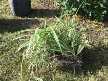 Plante chlorophytum