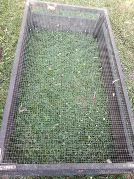 cage extérieure pour tortue