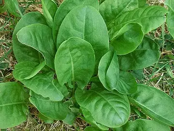 Oseille fraiche à venir couper
