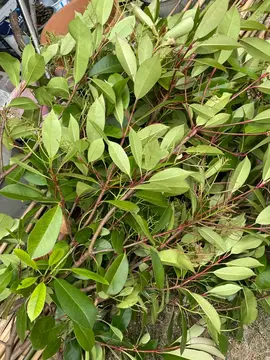 rameaux Photinia à bouturer