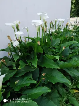 pied d'arum