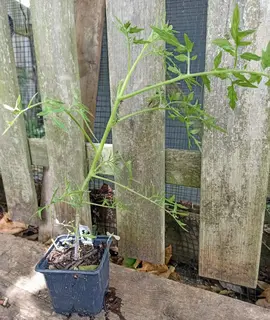 Tomate Green Zebra