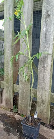 Tomate Noire de Crimée