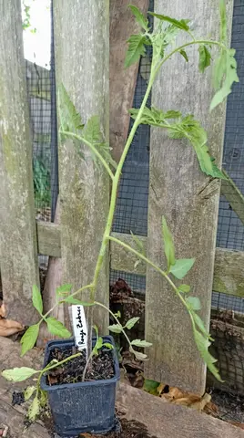 Tomate rouge zébrée