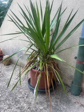 Yucca 70cm