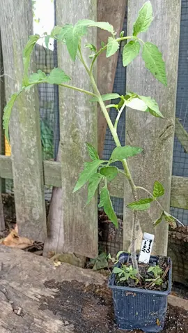 Tomate Noire de Crimée