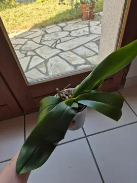 orchidée