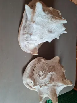 coquillages