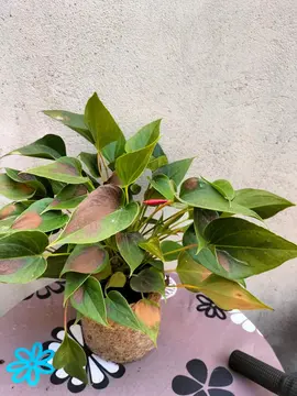plante d'intérieur
