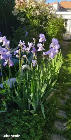 10 iris bleus