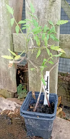 Tomate Cœur de Jérusalem