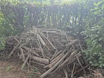 bois