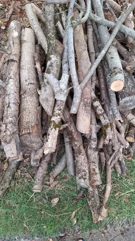 bois sec
