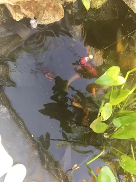 Poissons de bassin pour Saphourenou