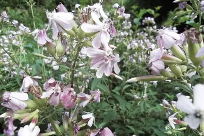 plants de saponaire
