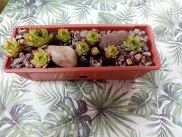 Petit bac avec Sempervivum