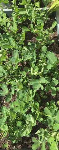 Plants d'arachide