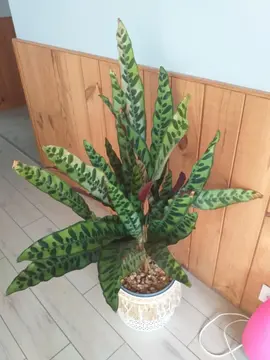 plantes naturelle avec pot ( réservée)