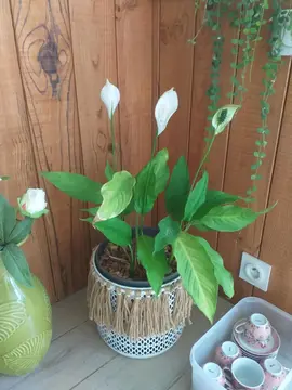 plante naturelle avec son pot ( réservée)